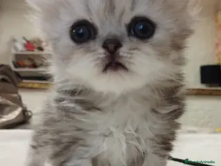Persa gatos Chinchilla Silver Macho - Anuncio 17