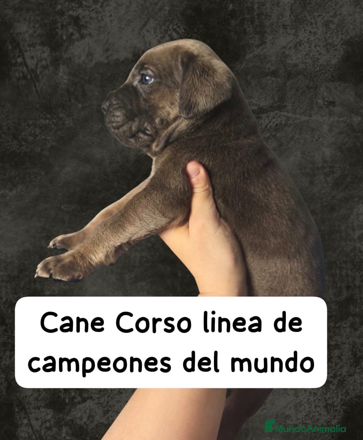 Cane Corso perros Cane corso linea campeones de belleza  - Anuncio 1
