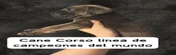 Cane Corso perros en venta: Cane corso linea campeones de belleza  - Anuncio 1