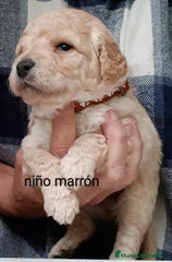 Labradoodle Cachorro 1