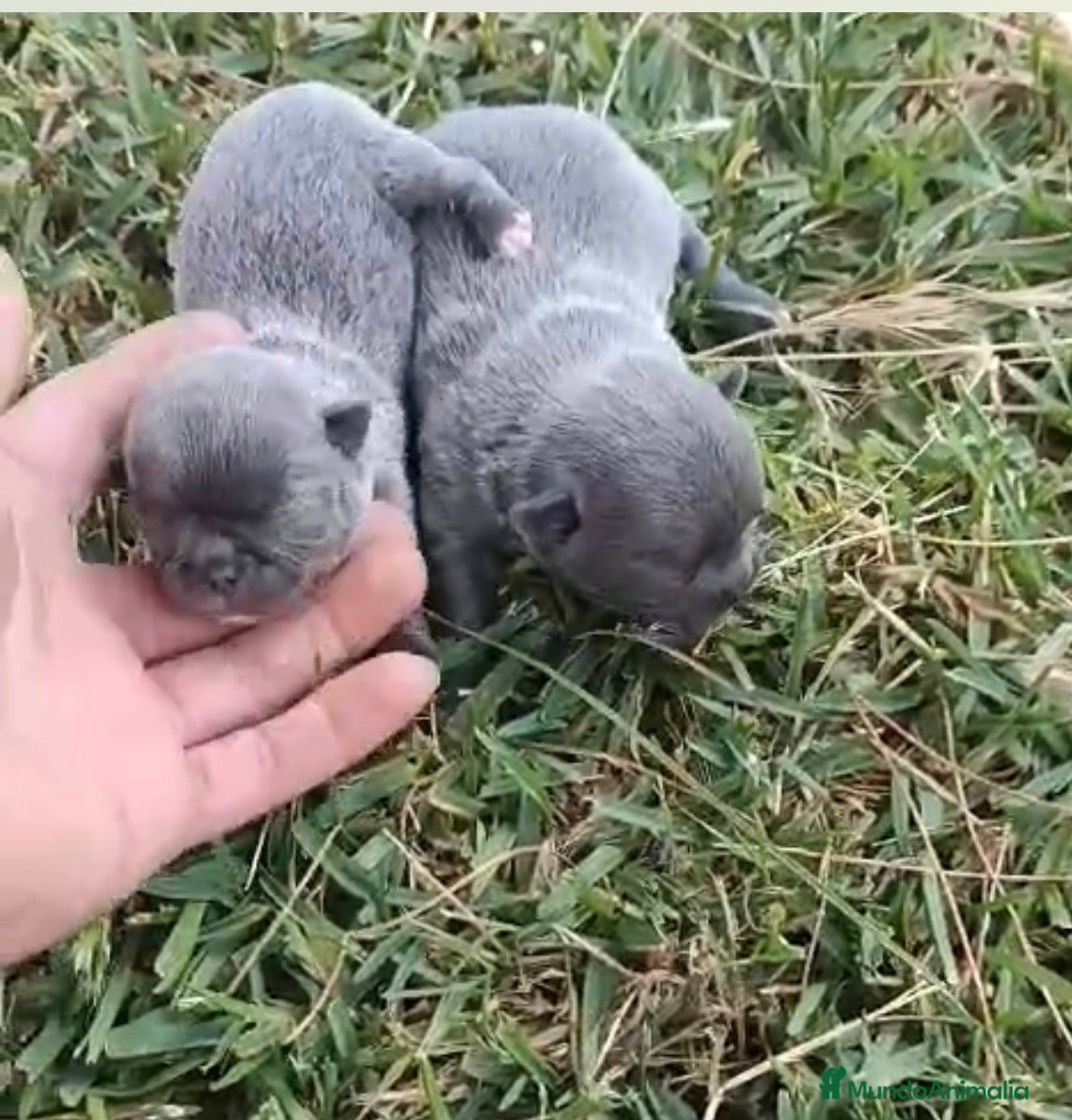 Chihuahua perros Chihuhuas macho mini  - Anuncio 2