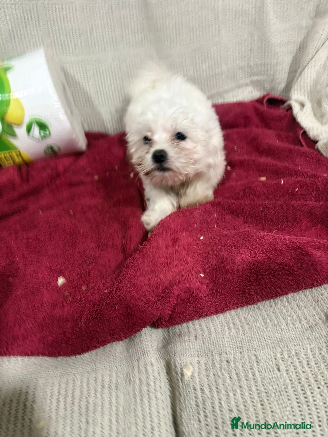Bichón Maltés perros en venta: Bichon maltés toy  - Anuncio 6