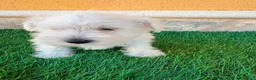Schnauzer Miniatura perros en venta: Schnauzer miniatura blanco - Anuncio 12