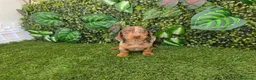 Teckel Miniatura perros en venta: TECKEL MINIATURA ARLEQUIN CHOCOLATE - Anuncio 1
