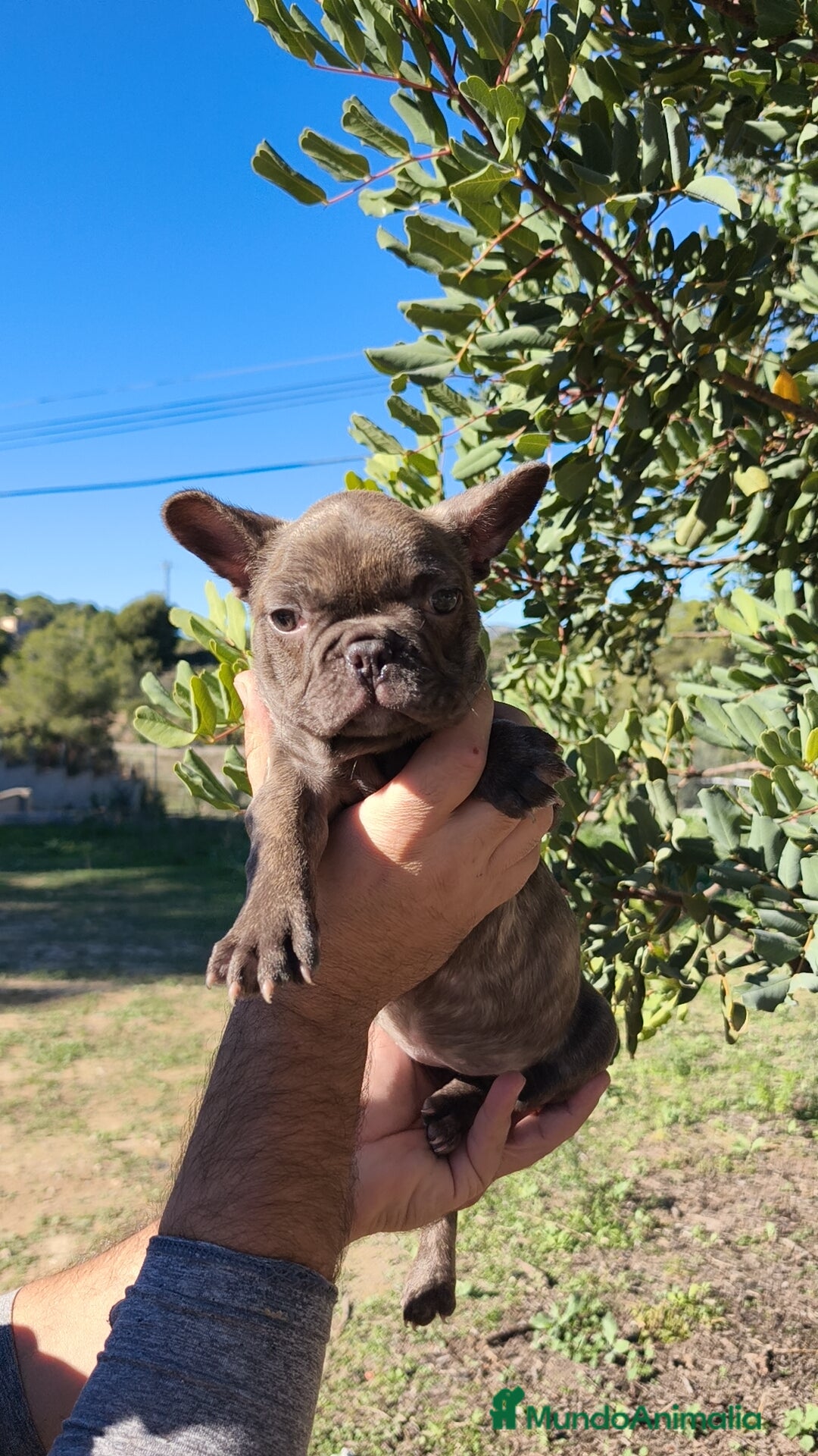 Bulldog Francés perros en venta: Bulldog Francés hembra calidad  - Anuncio 2