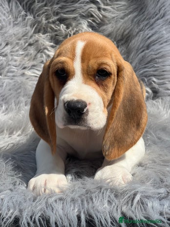Beagle perros - Anuncio 3