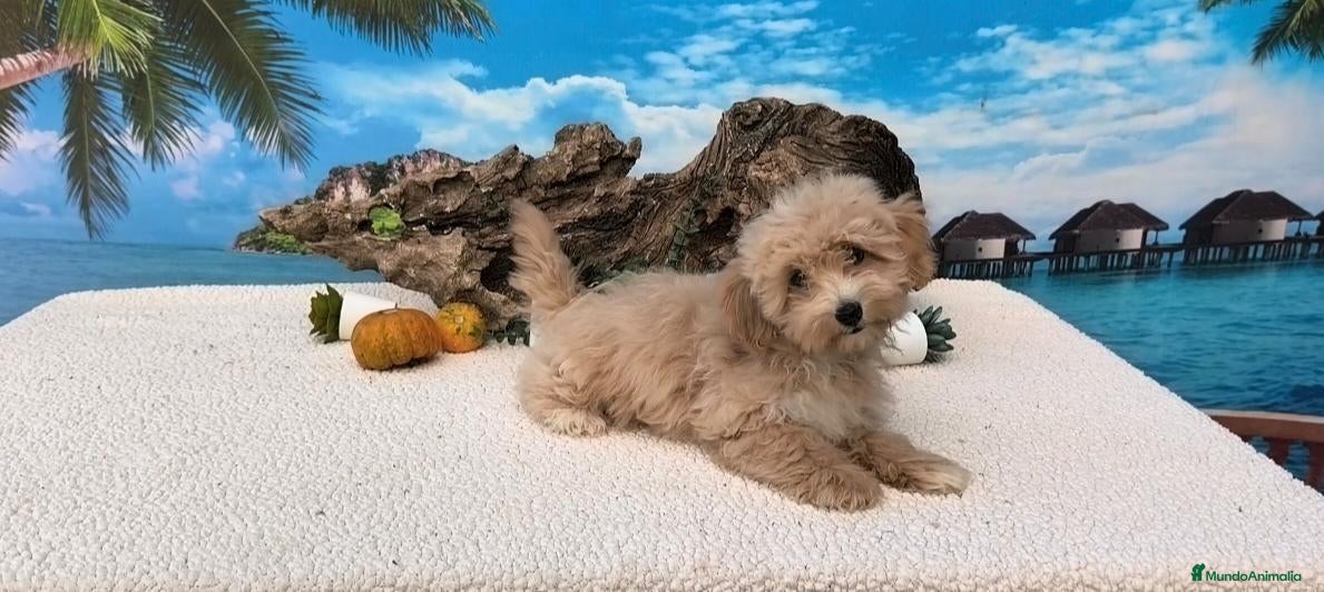 Maltipoo perros Maltipoo hembras  - Anuncio 1
