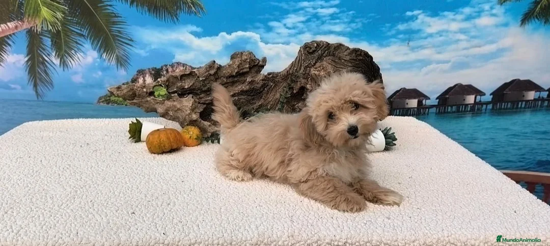 Maltipoo perros en venta: Maltipoo hembras  - Anuncio 1