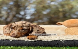 Teckel Miniatura perros en venta: TECKEL ARLEQUIN CHOCOLATE KANINCHEN - Imagen 3