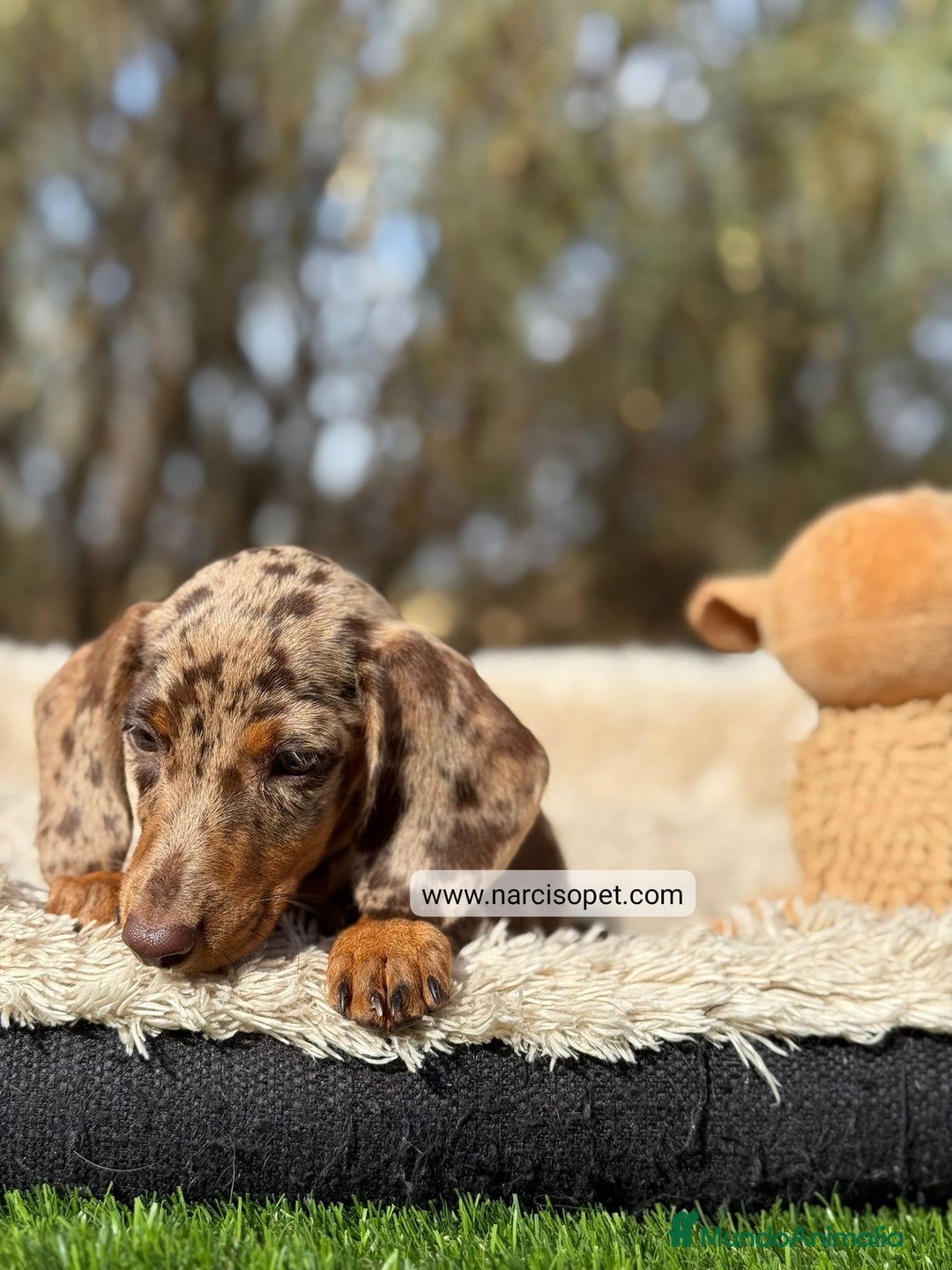 Teckel Miniatura perros en venta: TECKEL ARLEQUIN CHOCOLATE KANINCHEN - Imagen 3