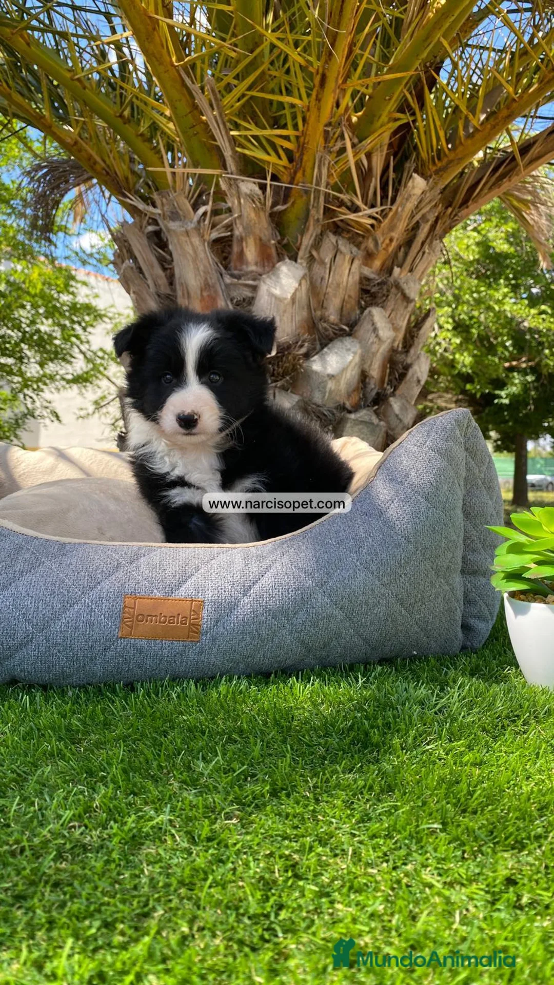 Border Collie perros en venta: CRIADERO BORDER COLLIE - Anuncio 1