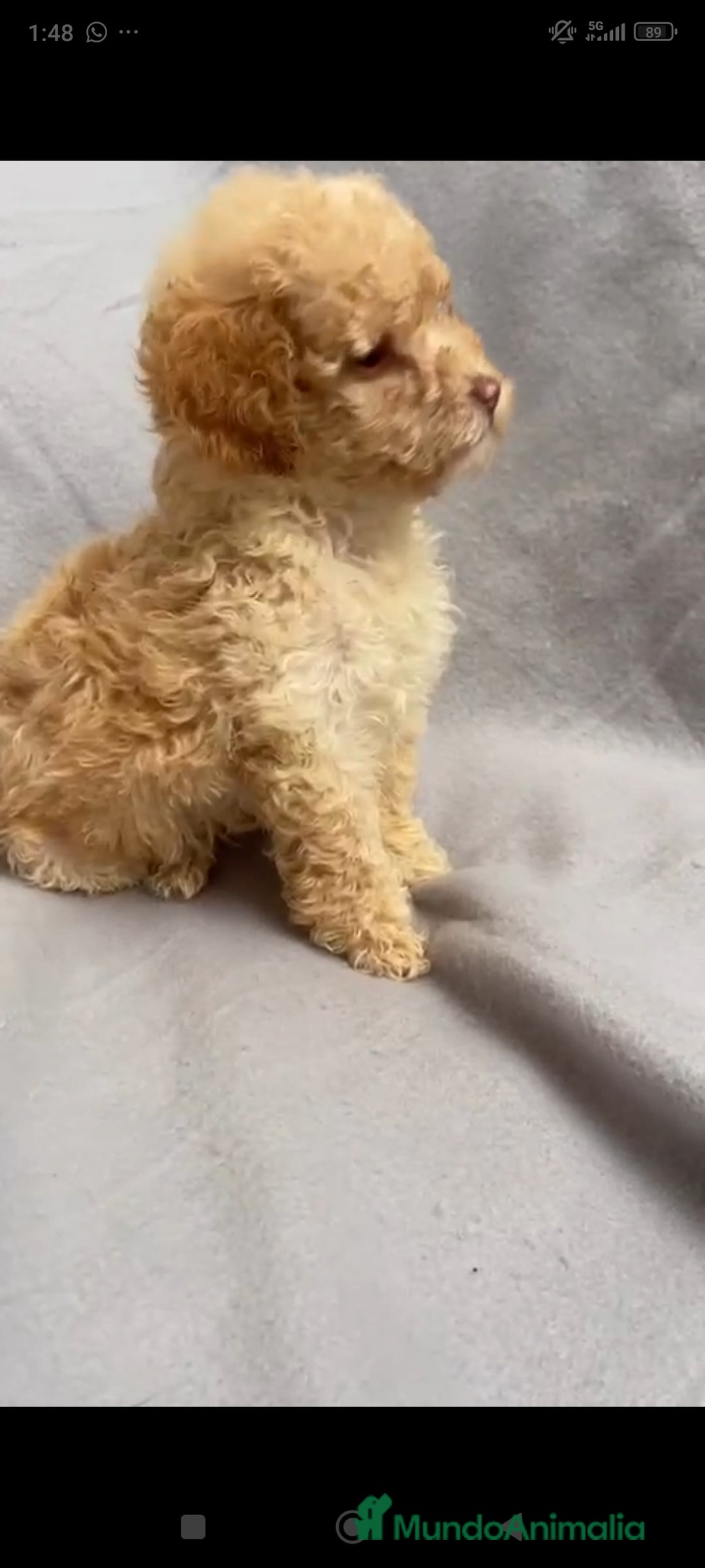 Caniche Toy perros en venta: 2 últimas hembras de caniche toy  - Anuncio 2