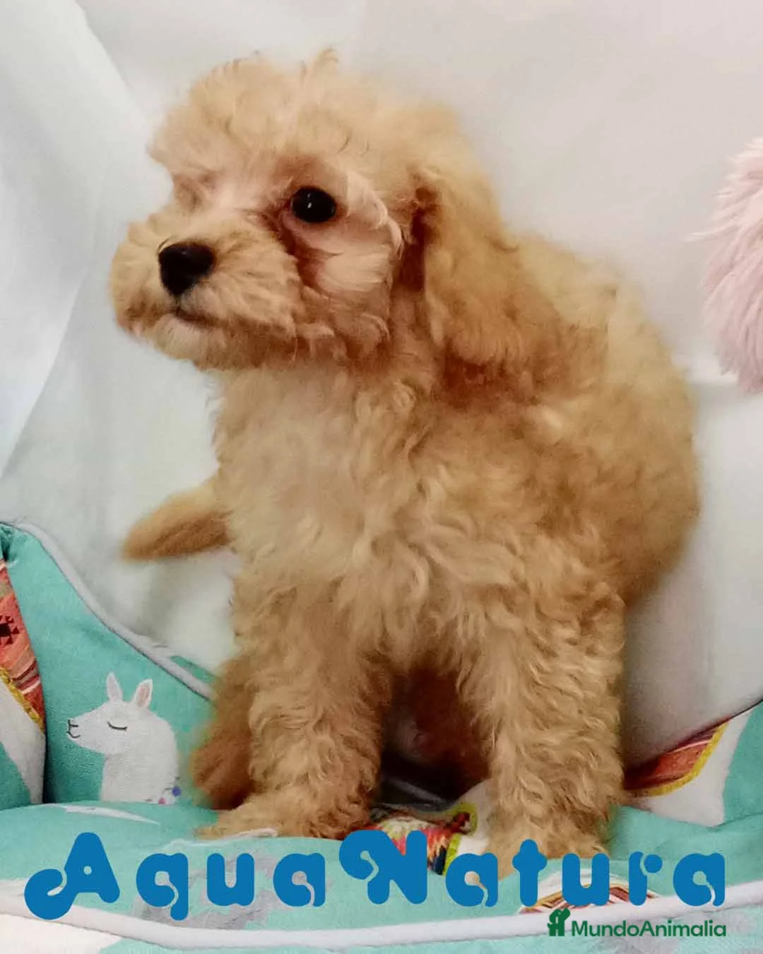 Caniche Toy perros en venta:  Caniche Macho de Barbie y Can 6152 - AQUANATURA en Barcelona - Anuncio 4