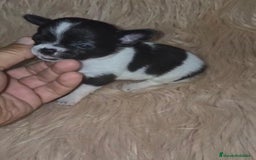 Chihuahua perros en venta: Chihuahuas rusos mini toy  - Imagen 10