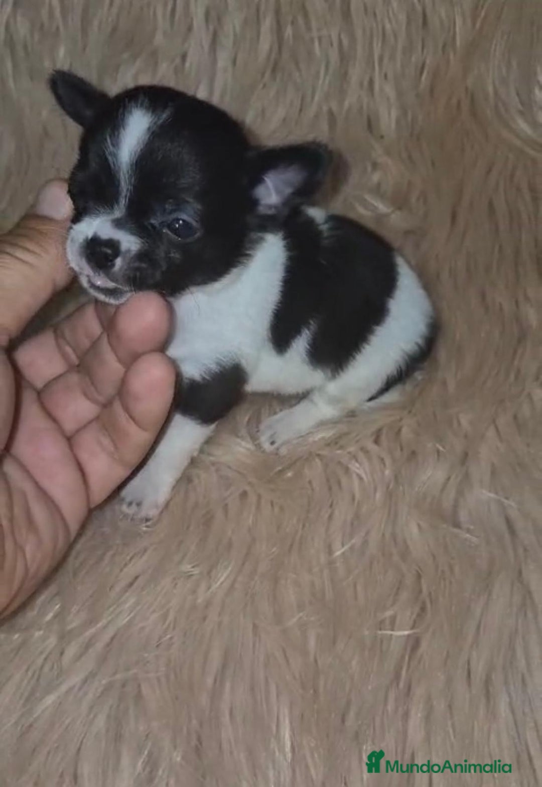 Chihuahua perros en venta: Chihuahuas rusos mini toy  - Imagen 10