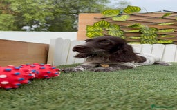 Cocker Spaniel Inglés perros en venta: COCKER RUANO - Imagen 1