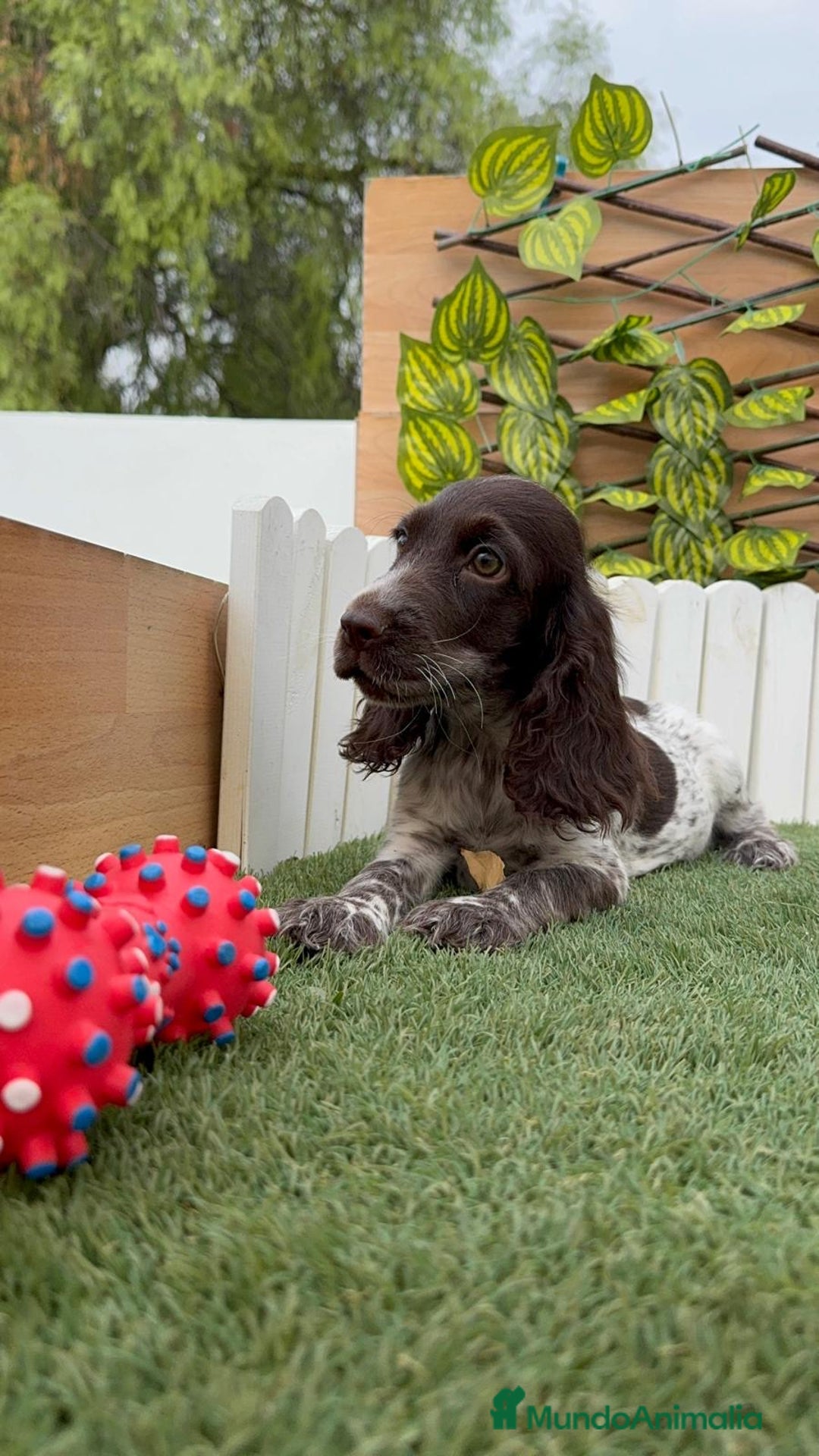 Cocker Spaniel Inglés perros en venta: COCKER RUANO - Imagen 1