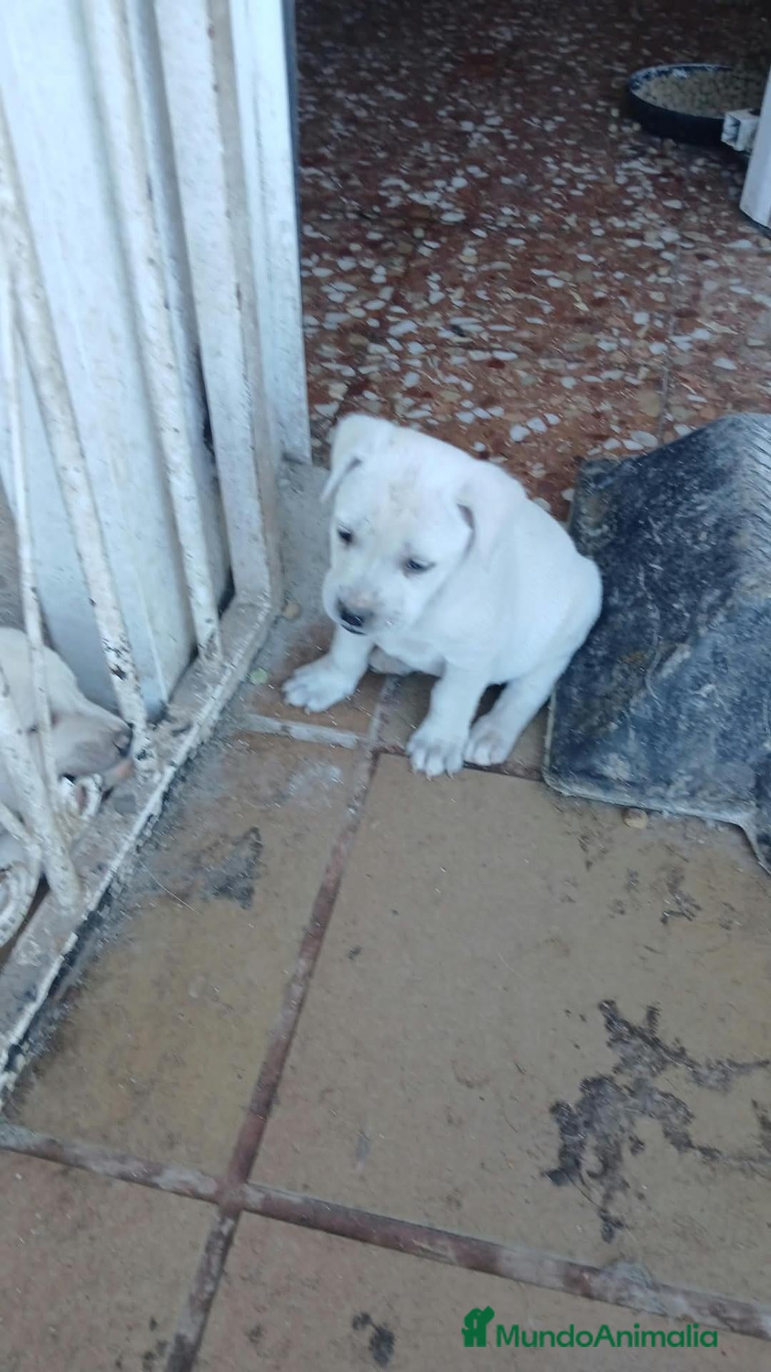 Labrador Retriever perros Labrador - Anuncio 1