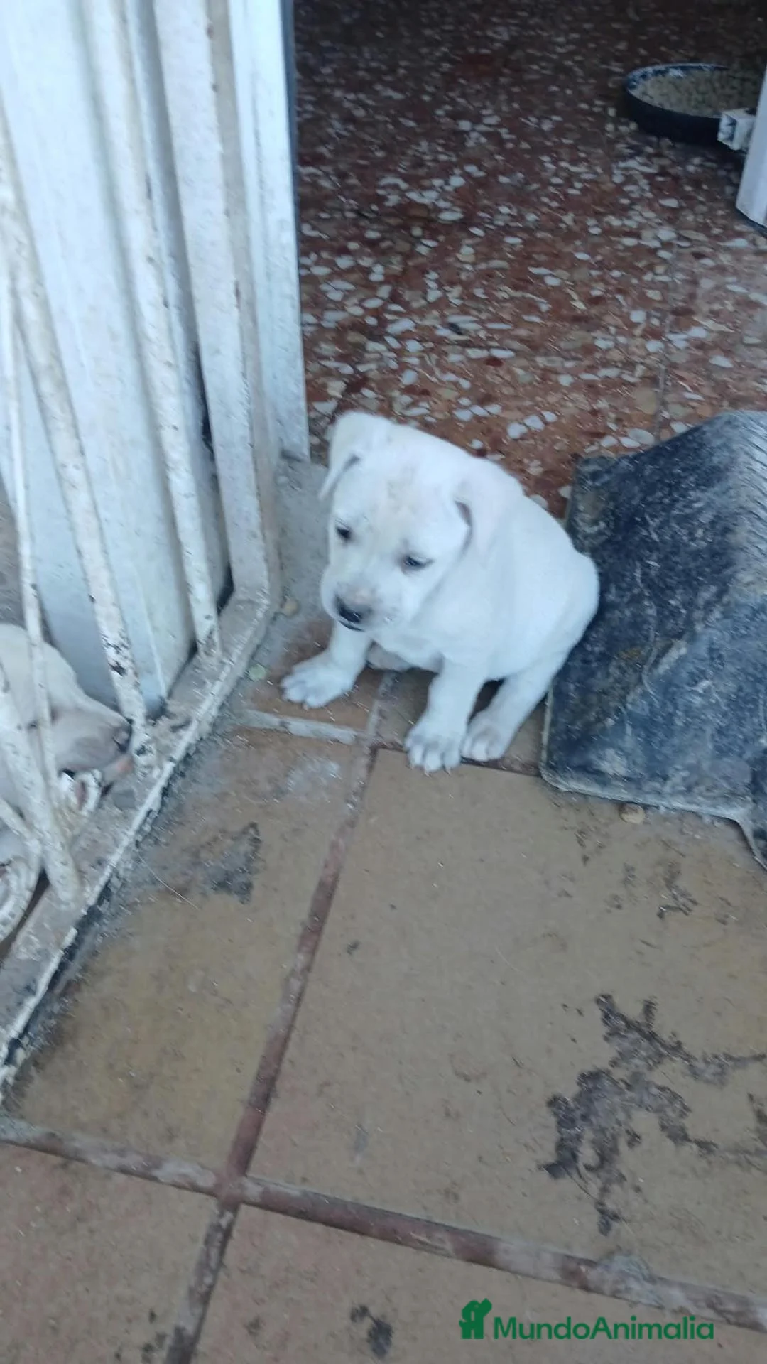 Labrador Retriever perros en venta: Labrador - Anuncio 1