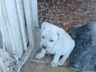 Labrador Retriever perros Labrador - Anuncio 1