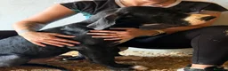 Dogo Alemán perros en venta: DOGO ALEMÁN ( GRAN DANÉS) - Anuncio 3