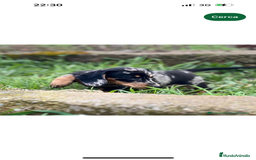 Teckel Miniatura perros en venta: TECKEL MINIATURA HEMBRA MERLE  en Barcelona - Imagen 2