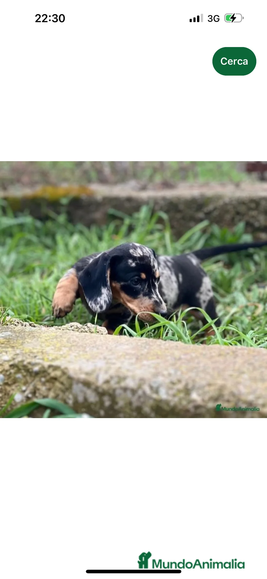 Teckel Miniatura perros en venta: TECKEL MINIATURA HEMBRA MERLE  en Barcelona - Anuncio 2