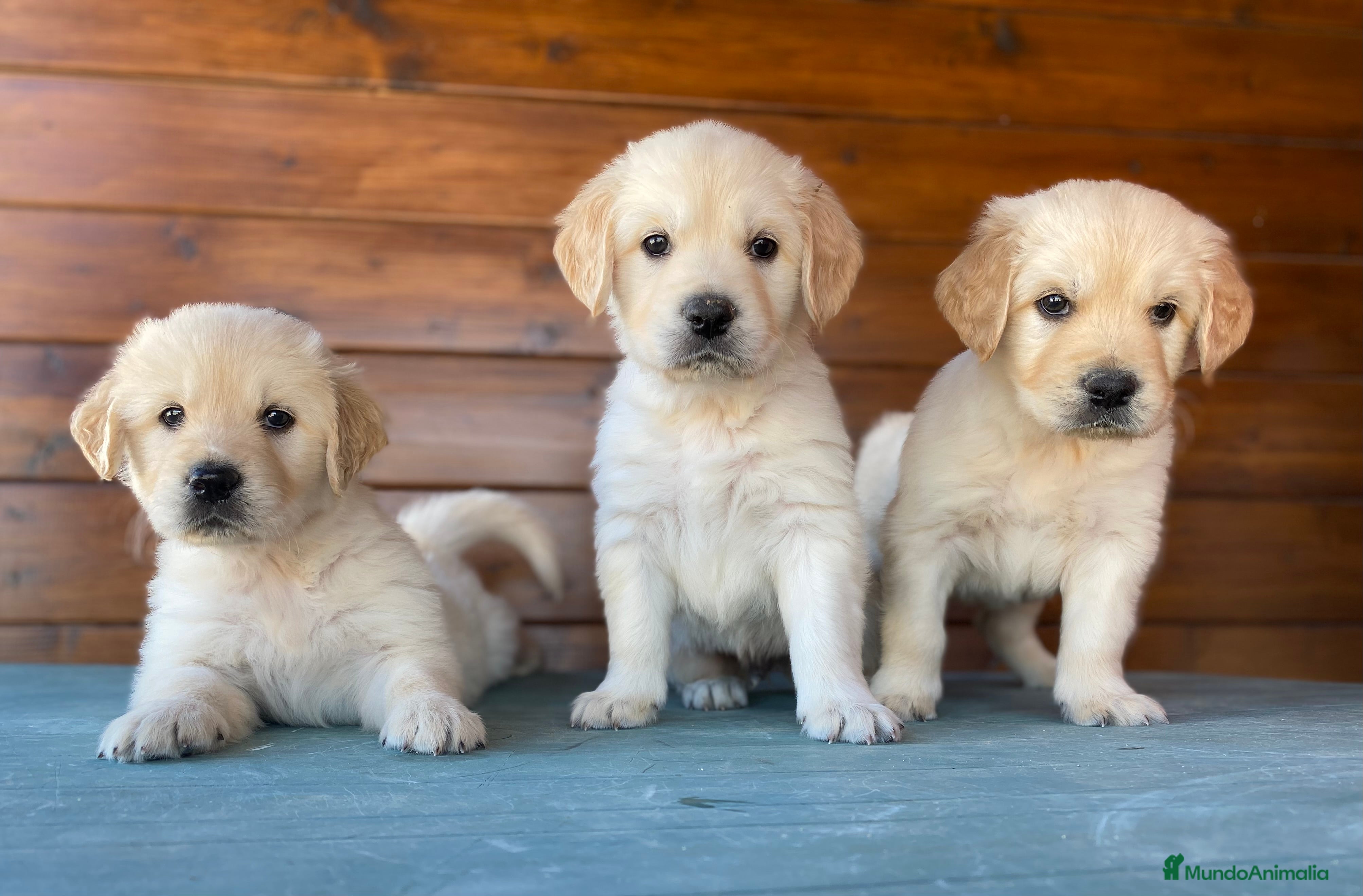 Golden Retriever perros Golden Retriever , cachorros en Madrid - Anuncio 6