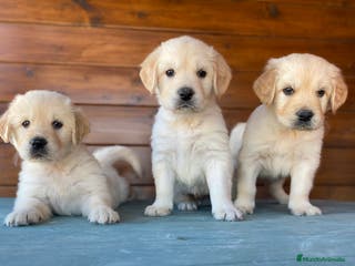 Golden Retriever perros Golden Retriever , cachorros en Madrid - Anuncio 5