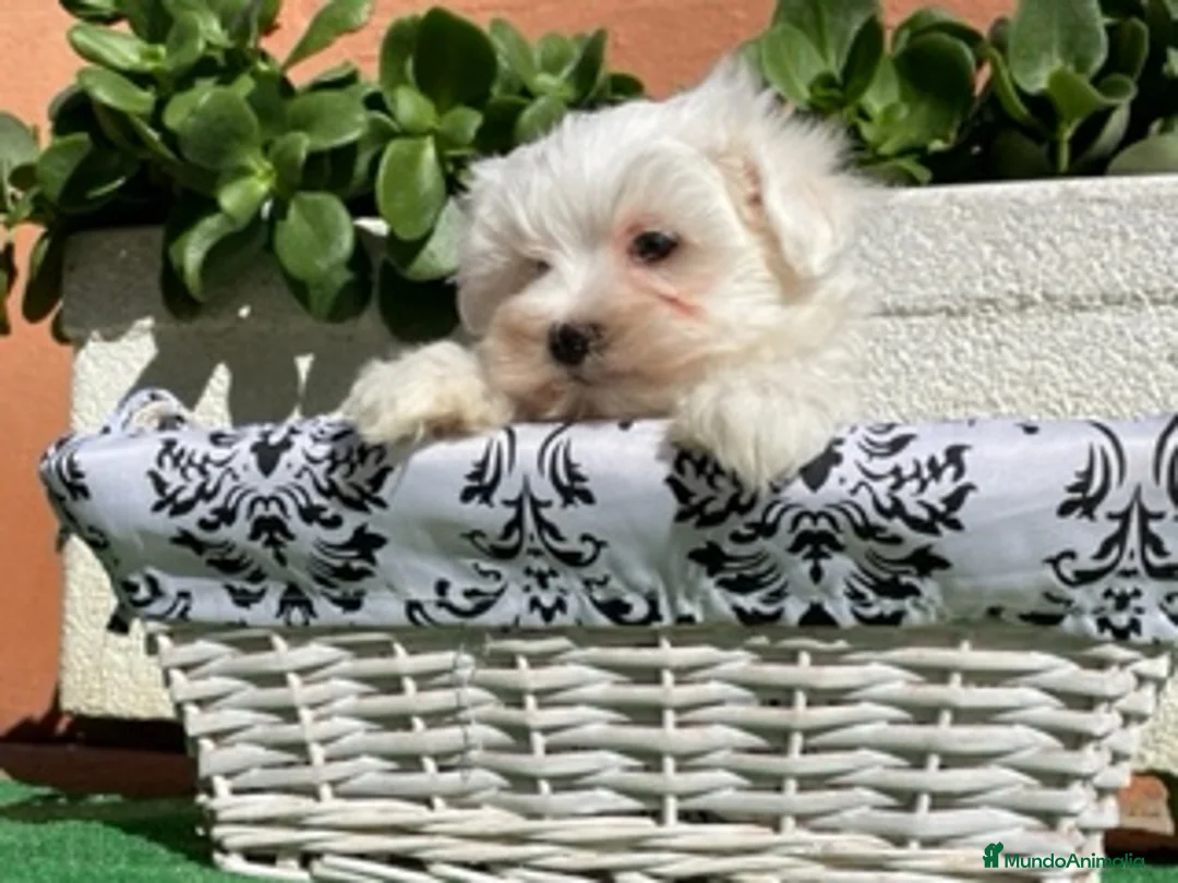 Caniche Enano perros en venta: VARIAS RAZAS en Barcelona - Anuncio 5