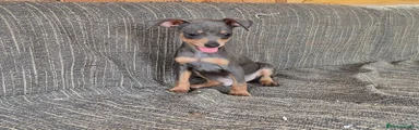 Pinscher Miniatura 1