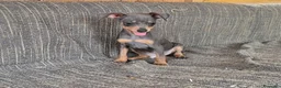 Pinscher Miniatura perros en venta: Pincher Miniatura  - Anuncio 3
