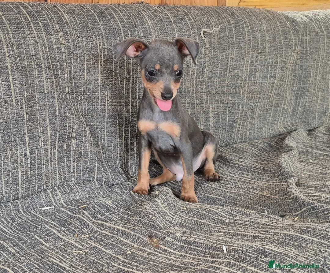 Pinscher Miniatura perros en venta: Pincher Miniatura  - Anuncio 3