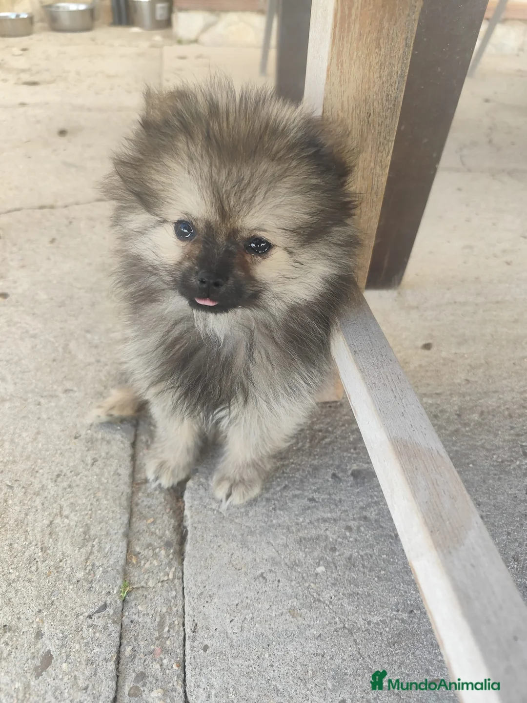 Pomerania perros en venta: POMERANIA - Anuncio 1