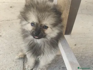 Pomerania perros POMERANIA - Anuncio 1