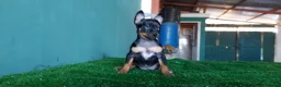Pinscher Miniatura perros en venta: Pinscher miniatura MADRID  en Ciudad Real - Anuncio 2