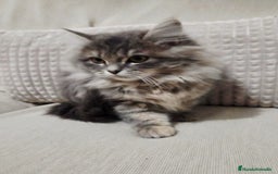 Británico de Pelo Largo gatos en venta: Gatcot.com - Imagen 1