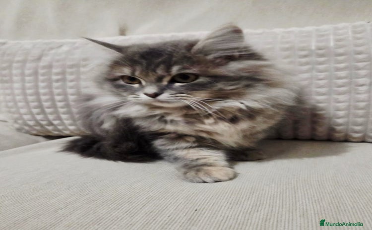 Británico de Pelo Largo gatos - Anuncio 2