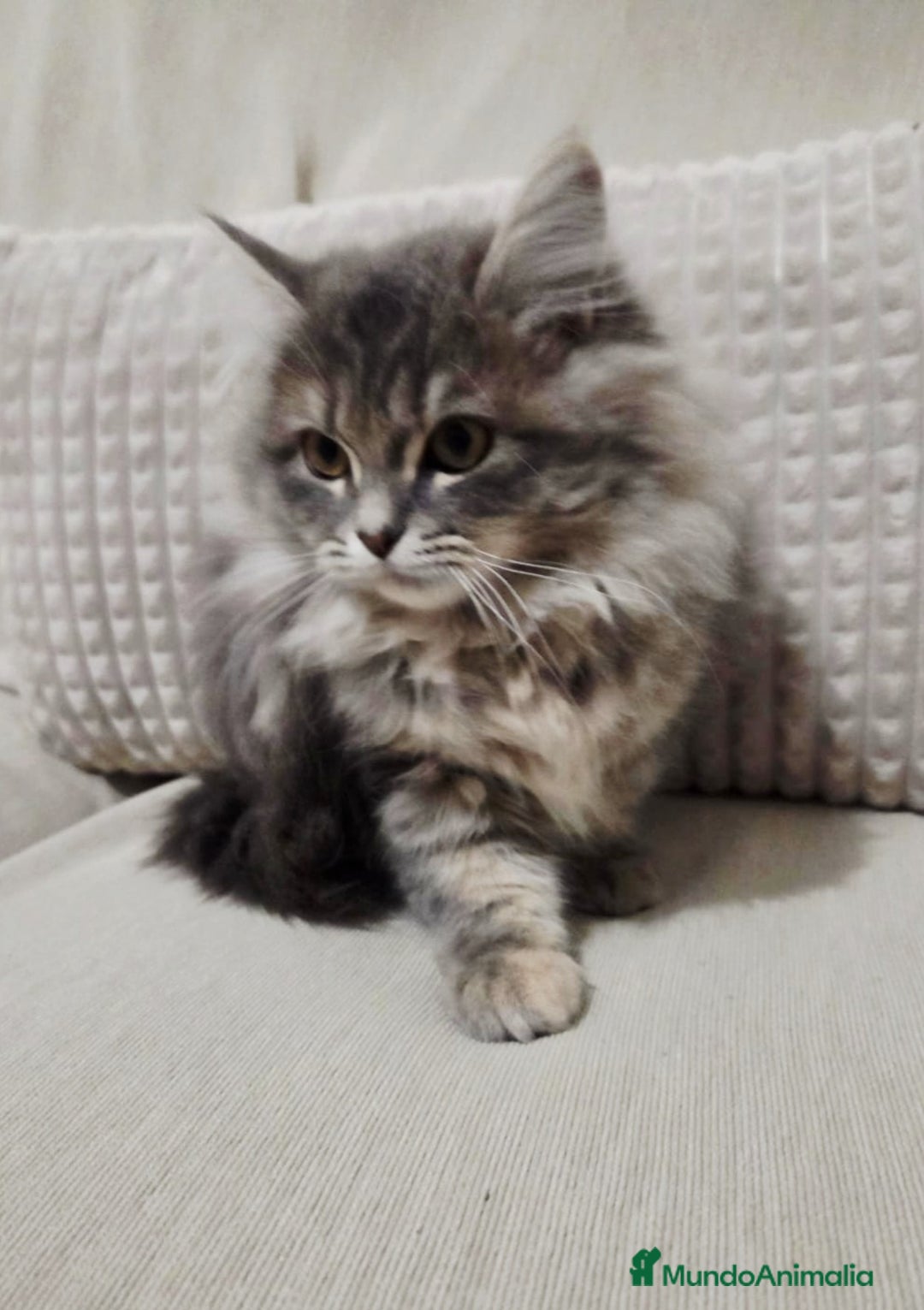 Británico de Pelo Largo gatos en venta: Gatcot.com - Imagen 1