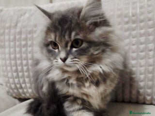 Británico de Pelo Largo gatos - Anuncio 1