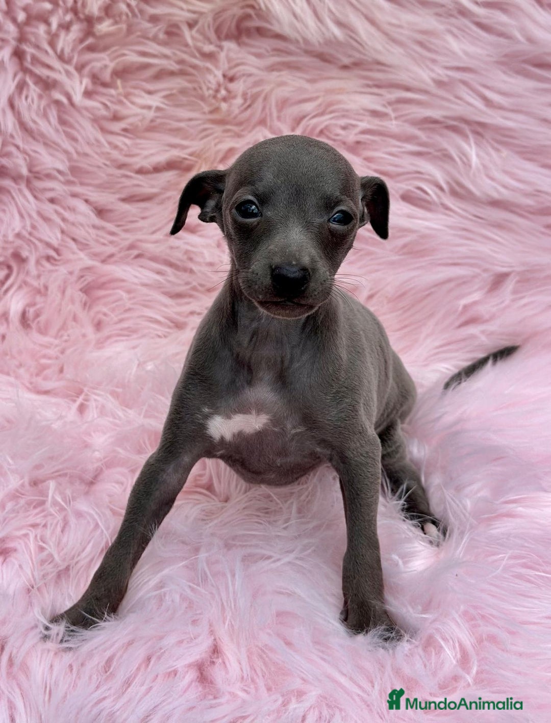 Pequeño Lebrel Italiano perros en venta: Piccolo italiano  - Anuncio 1