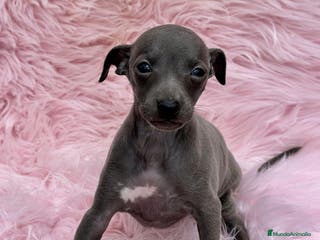 Pequeño Lebrel Italiano perros Piccolo italiano - Anuncio 1