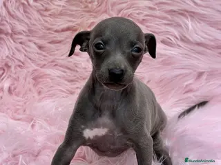 Pequeño Lebrel Italiano perros Piccolo italiano - Anuncio 20