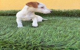 Jack Russell Terrier perros en venta: Hembra de Jack Russell  - Imagen 3