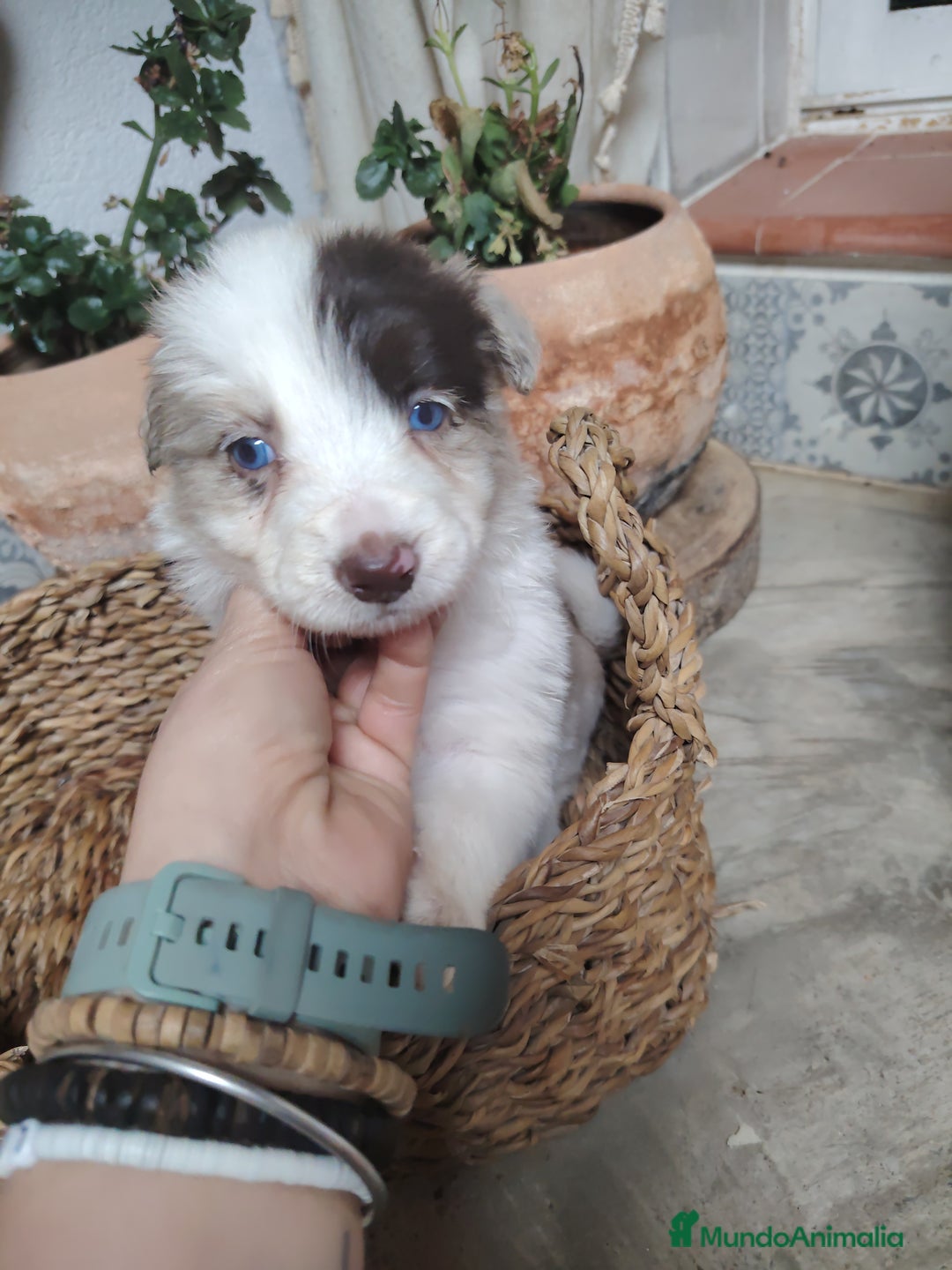 Border Collie perros en venta: Cachorros border collie chocolate y red merle - Anuncio 6