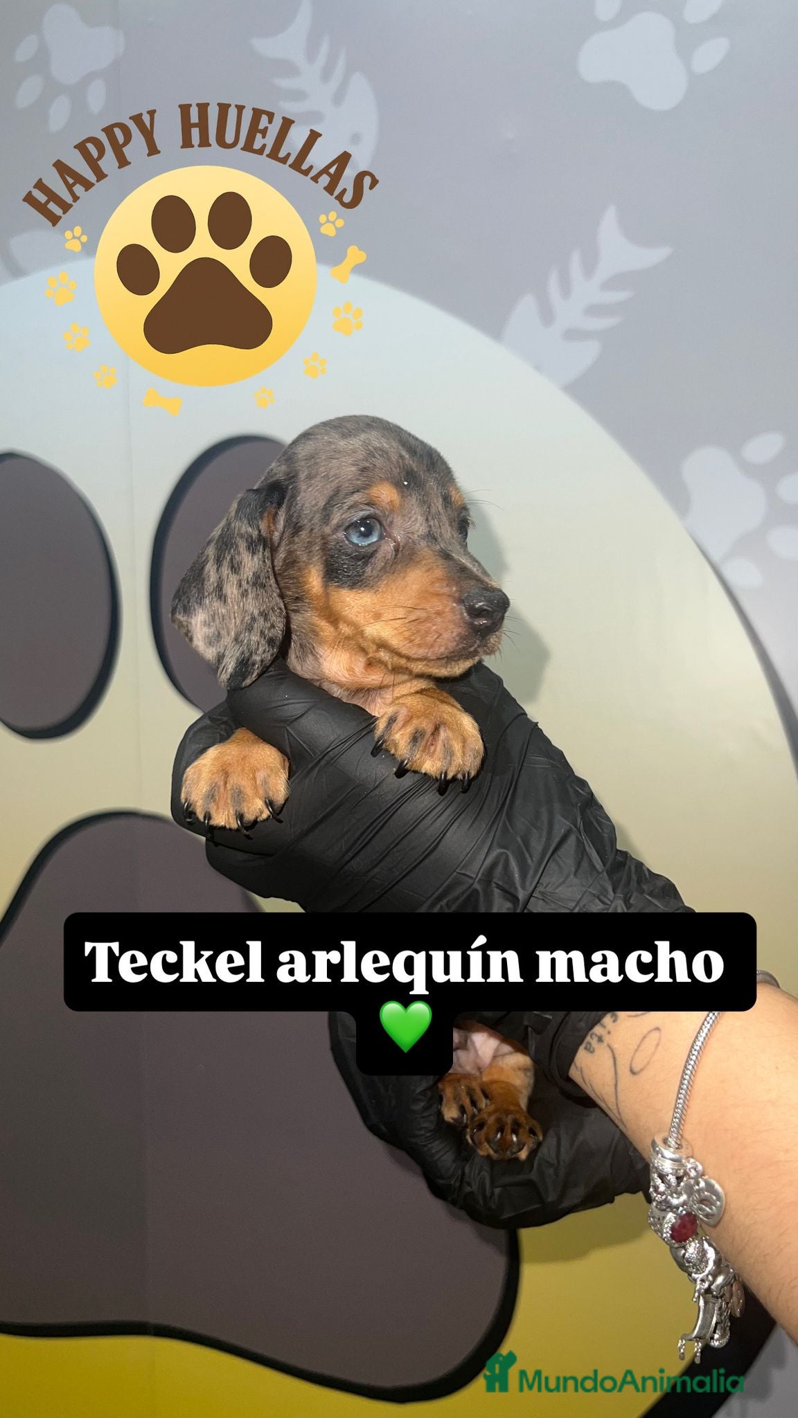 Teckel Miniatura perros Teckel Mini Arlequín – 2 Machos de 3 Meses 🌟 - Anuncio 11