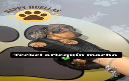 Teckel Miniatura perros en venta: Teckel Mini Arlequín – 2 Machos de 3 Meses 🌟 - Imagen 1