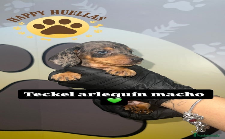 Teckel Miniatura perros - Anuncio 1
