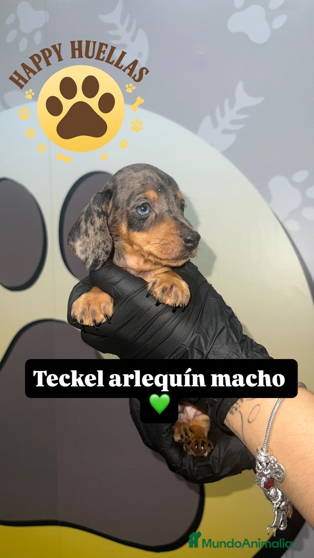 Teckel Miniatura perros en venta: Teckel Mini Arlequín – 2 Machos de 3 Meses 🌟 - Imagen 1