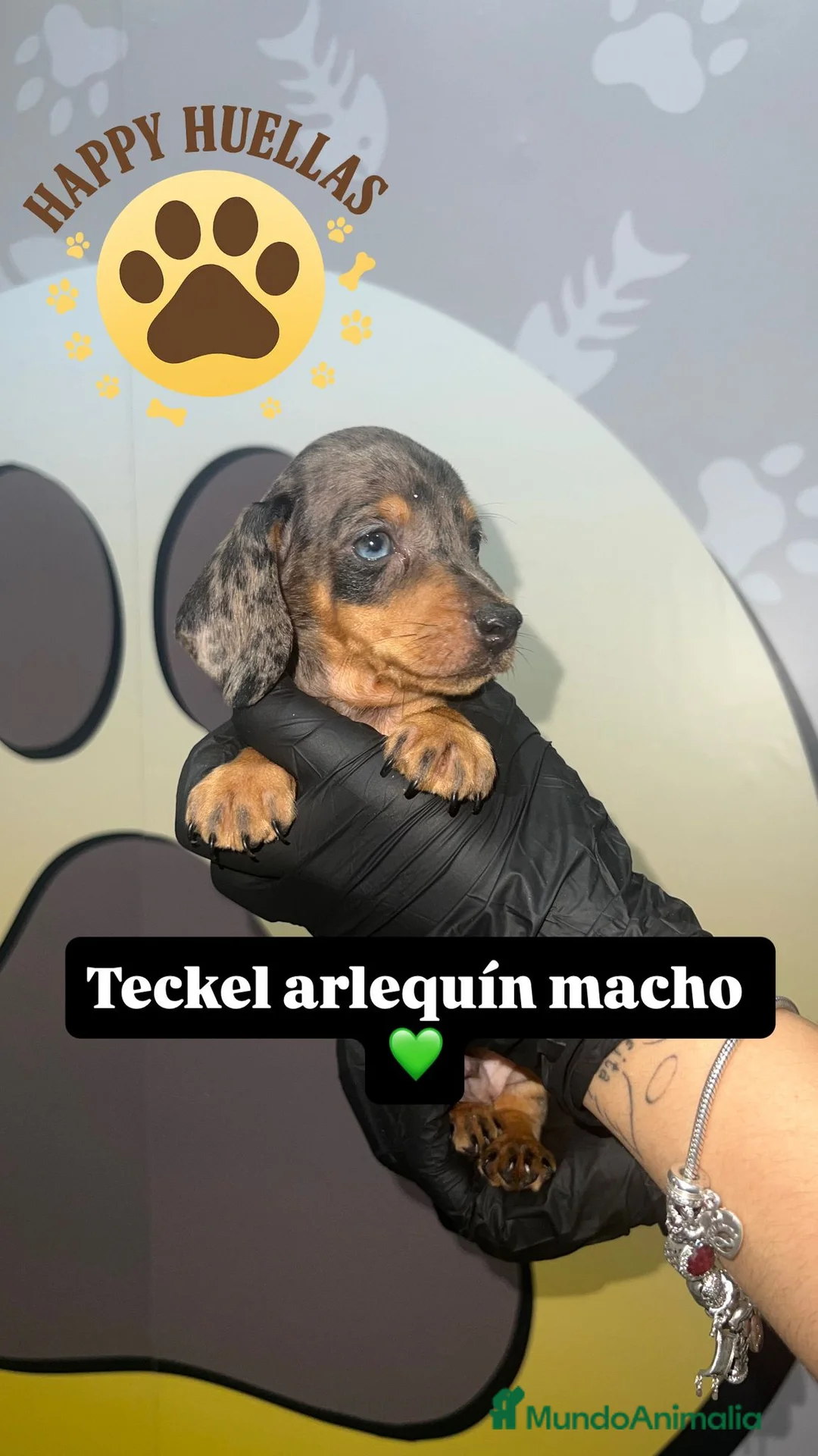 Teckel Miniatura perros en venta: Teckel Mini Arlequín – 2 Machos de 3 Meses 🌟 - Anuncio 1